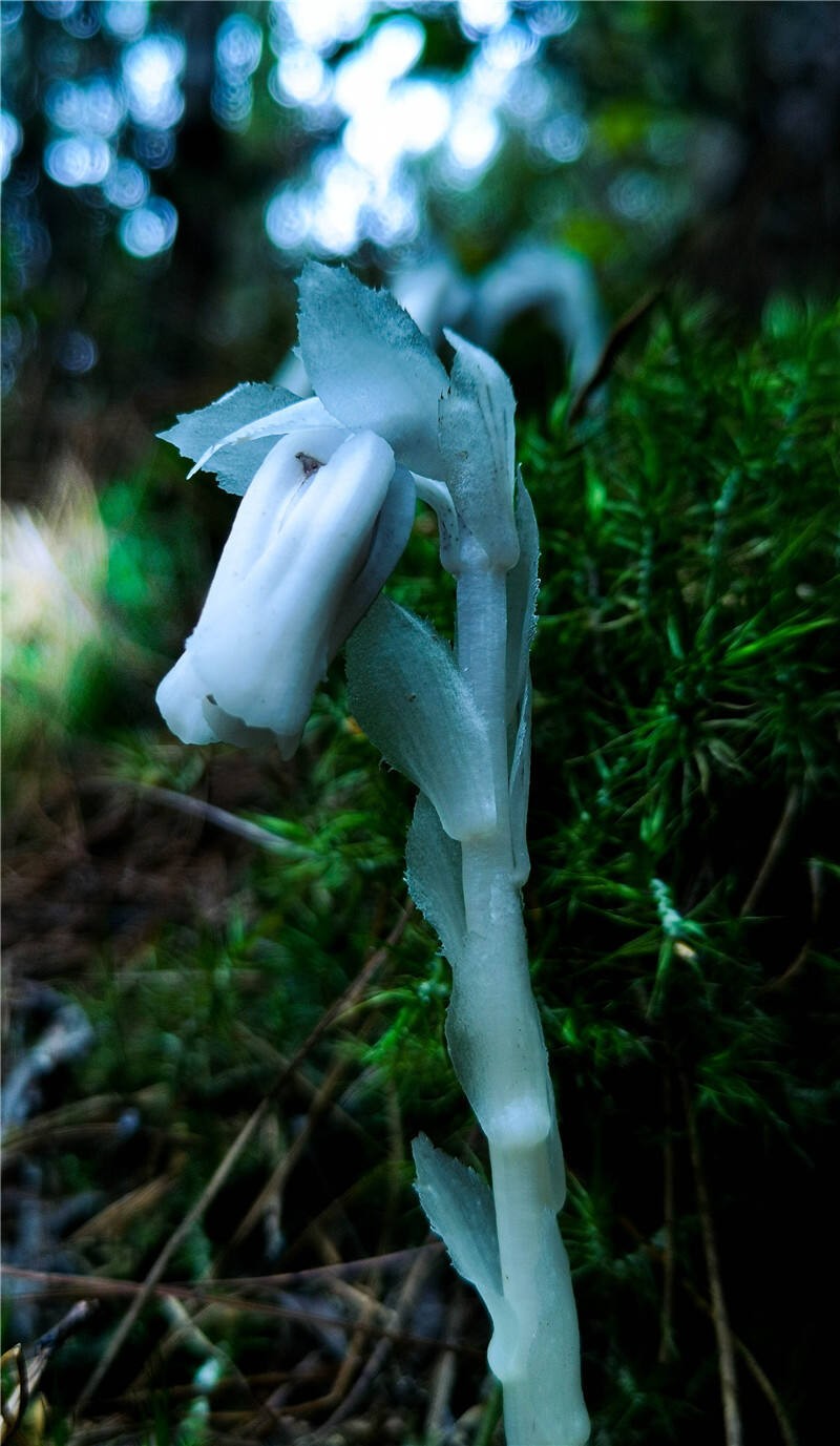 生物多样性之美昆明晋宁发现幽灵之花水晶兰