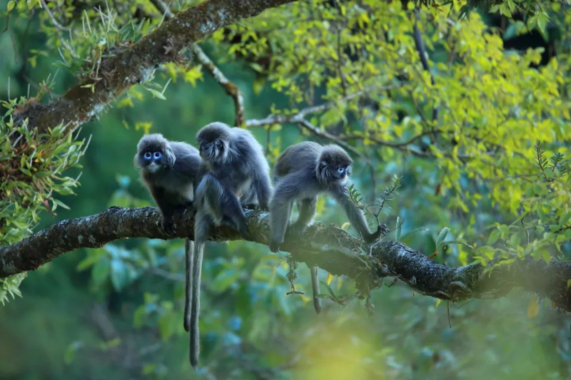 飞阅自然保护区高黎贡山国家级自然保护区世界物种基因库人类的双面