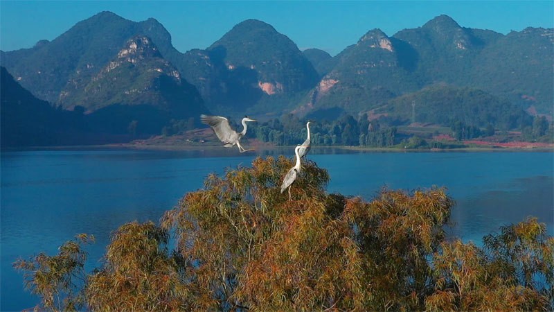 生态云南文山州砚山县生态修复候鸟回归