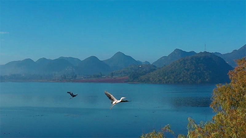 生态云南文山州砚山县生态修复候鸟回归