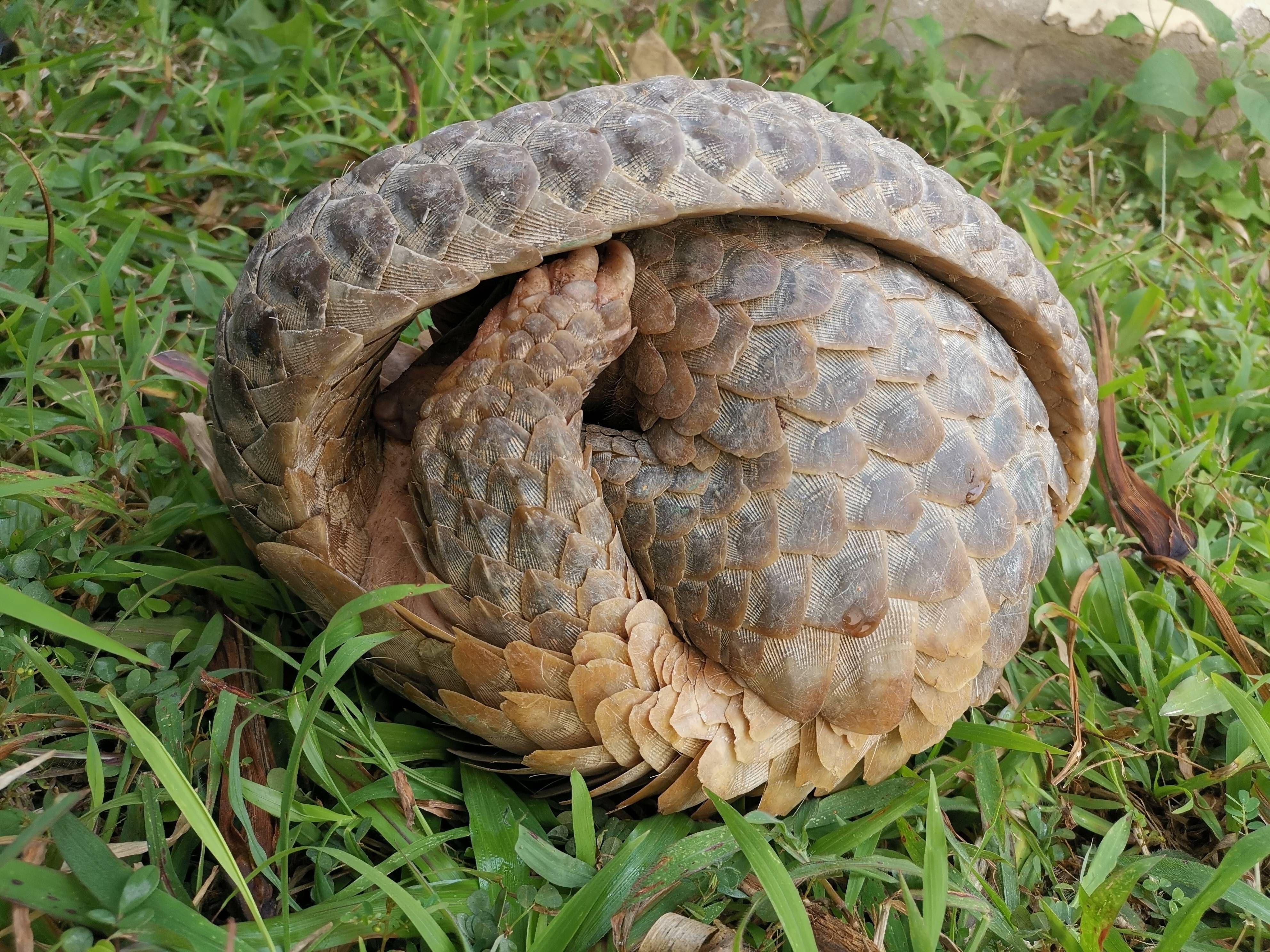 云南穿山甲不止穿山还会爬树溜进警营一点不怵