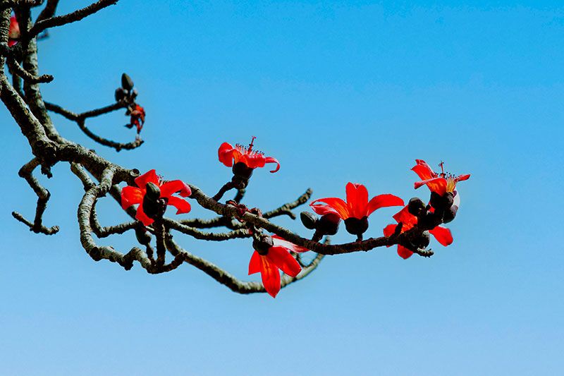 红棉花开的画面图片