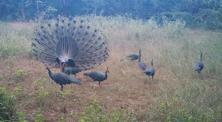合力守护绿孔雀家园云南楚雄州打造中国绿孔雀之乡纪实中