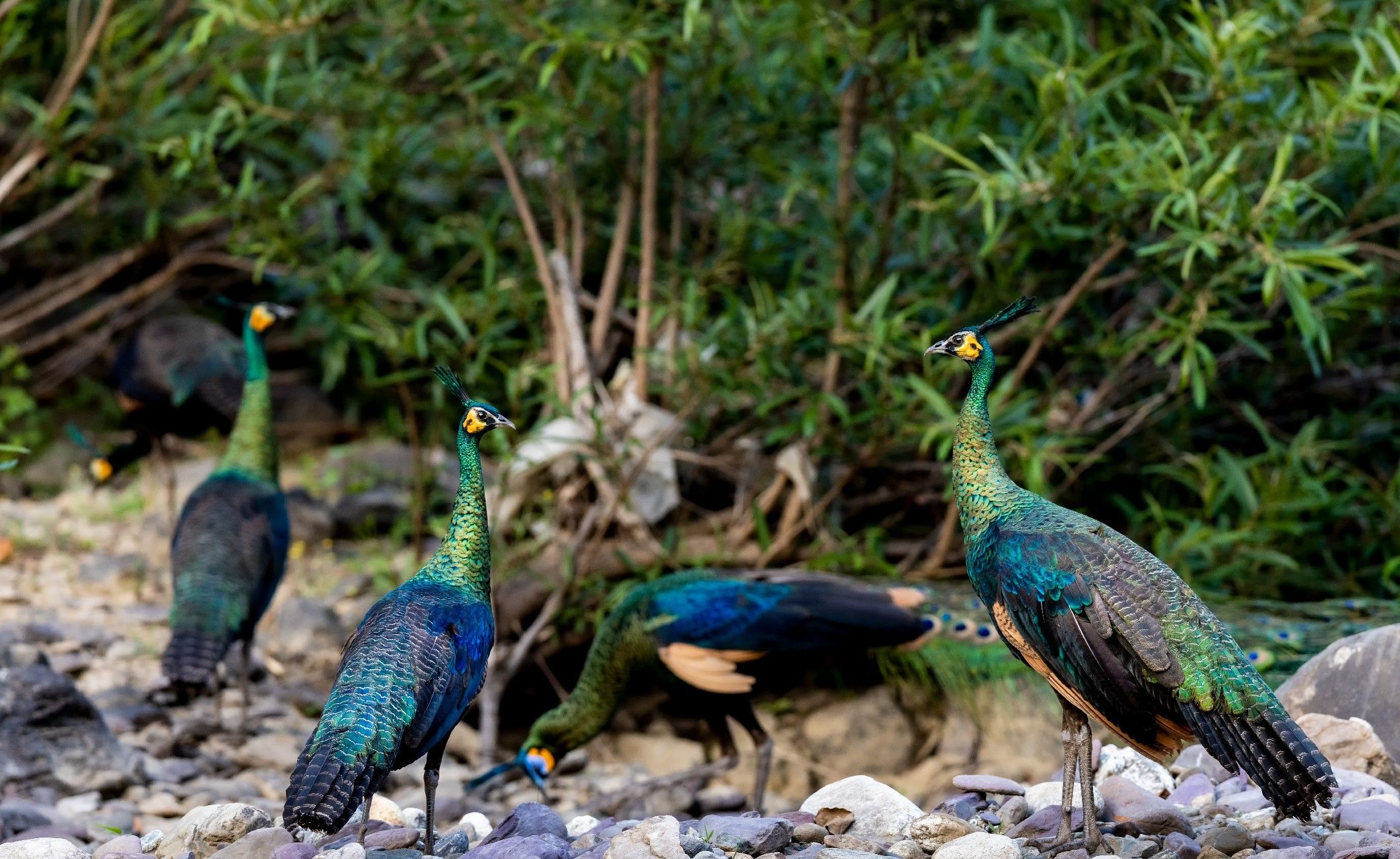 合力守护绿孔雀家园云南楚雄州打造中国绿孔雀之乡纪实中