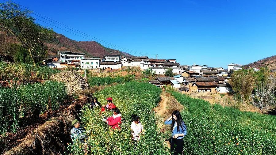 永仁县永兴傣族乡那软村委会庙脚小组的十多名群众正忙着采摘刚刚成熟