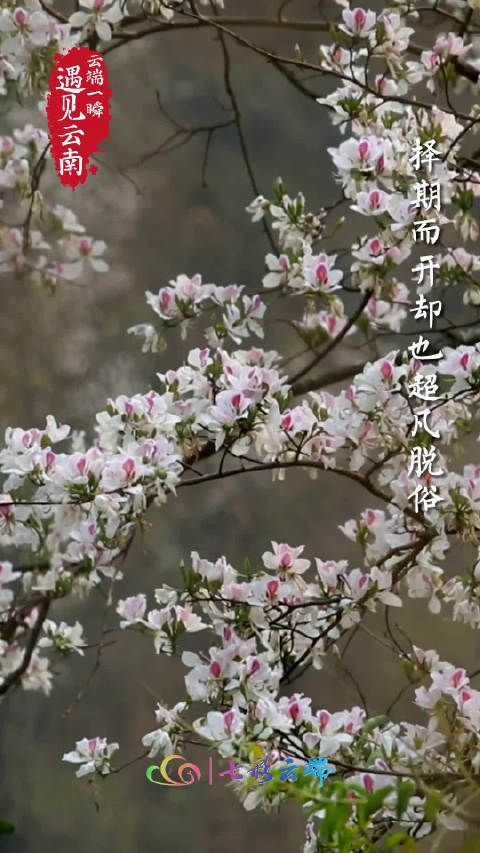 暗香浮动云南白露花盛开满山似雪