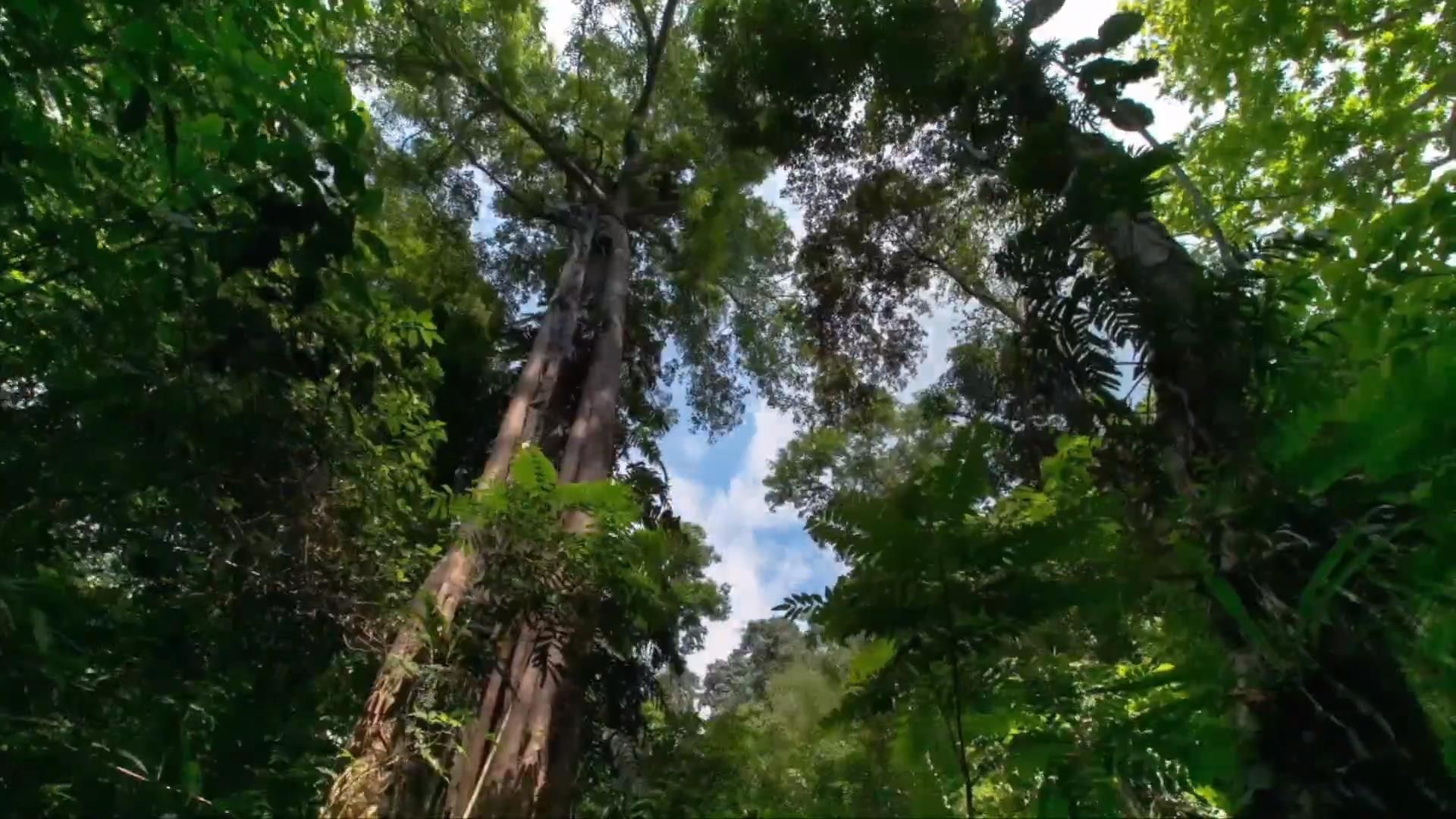 亚洲象国家公园图片