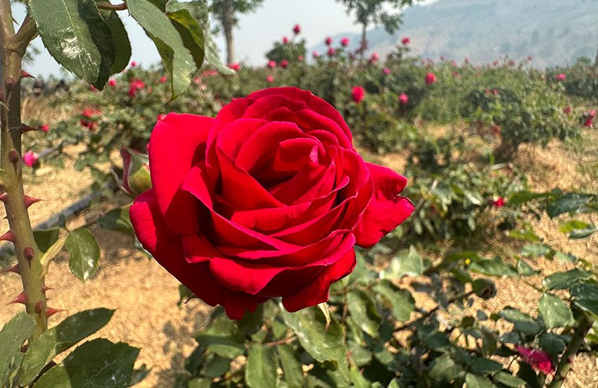 云南澄江玫瑰飘香漫山野花农采摘笑开颜