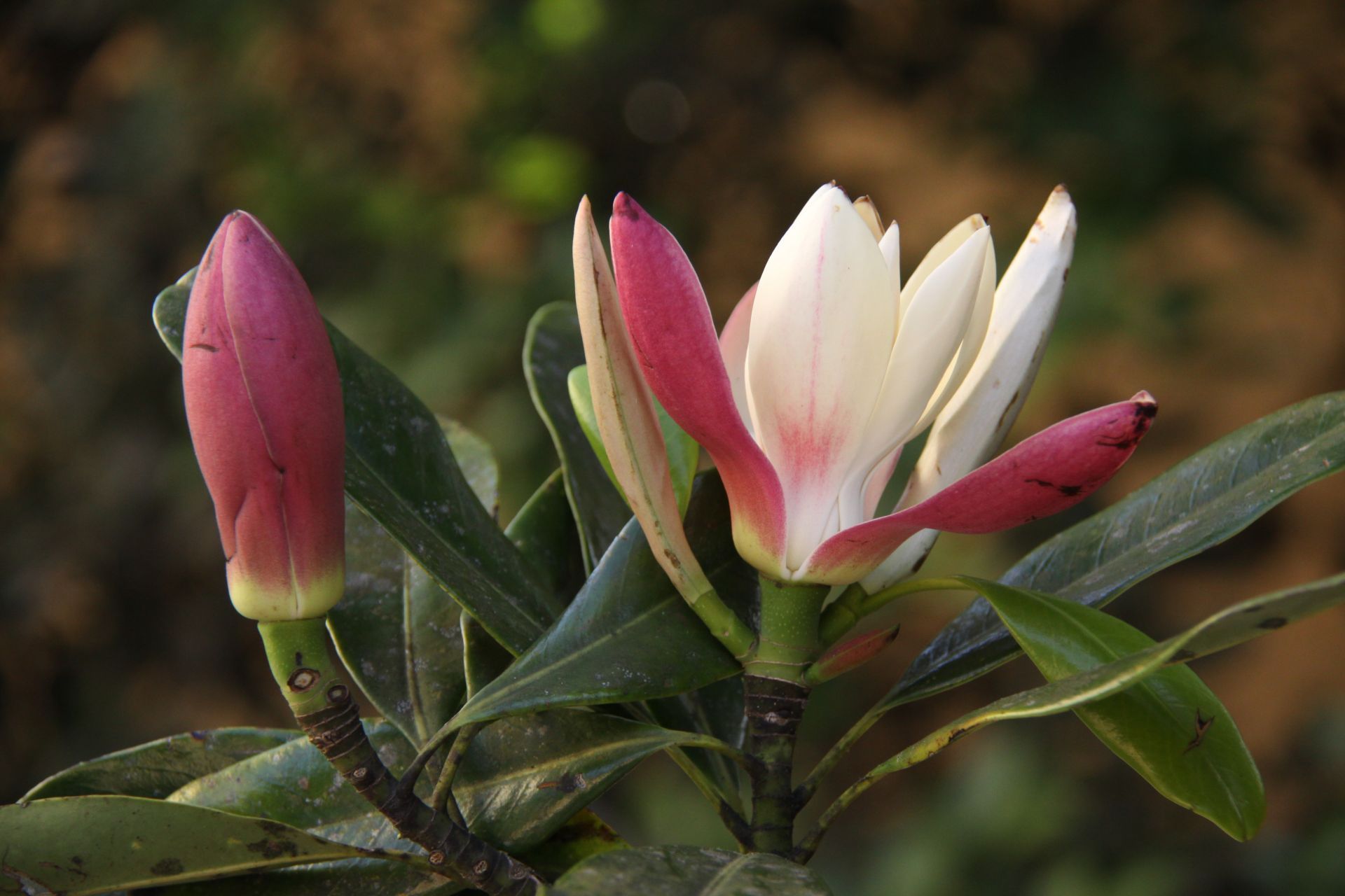 当前位置:关注森林>媒体报道报送平台>网络媒体>正文华盖木在这里,你