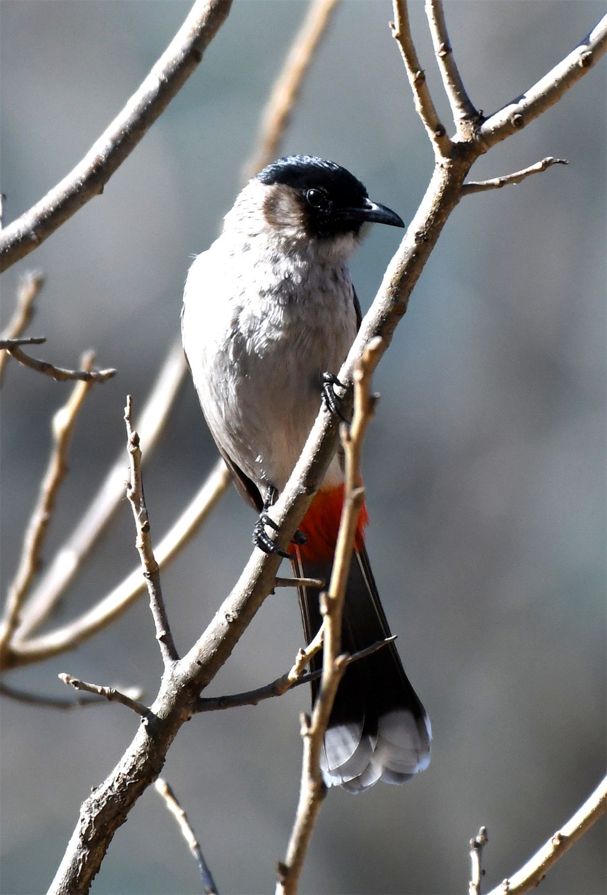 迪庆百鸟集白喉红臀鹎