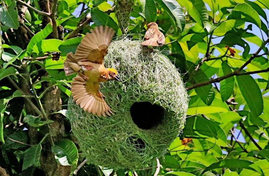 织布鸟搭屋筑巢图片