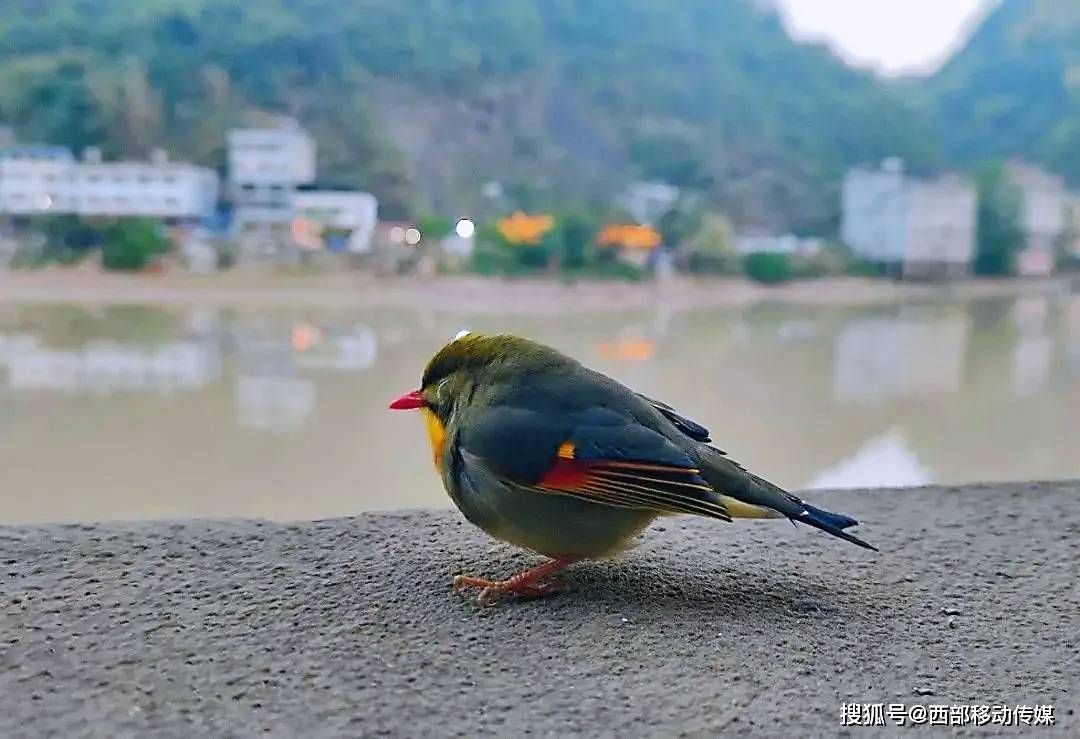 雲南鹽津發現一隻國家二級保護動物紅嘴相思鳥