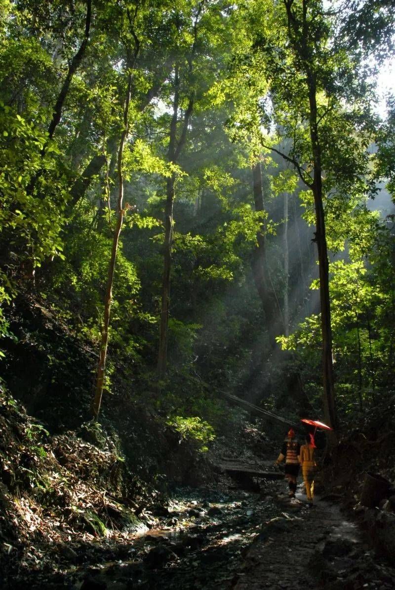 乐享云南美景74西双版纳原始森林公园
