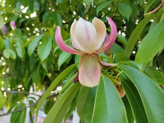 有一种叫云南的生活曲靖师宗国家珍稀濒危植物红花木莲开花啦