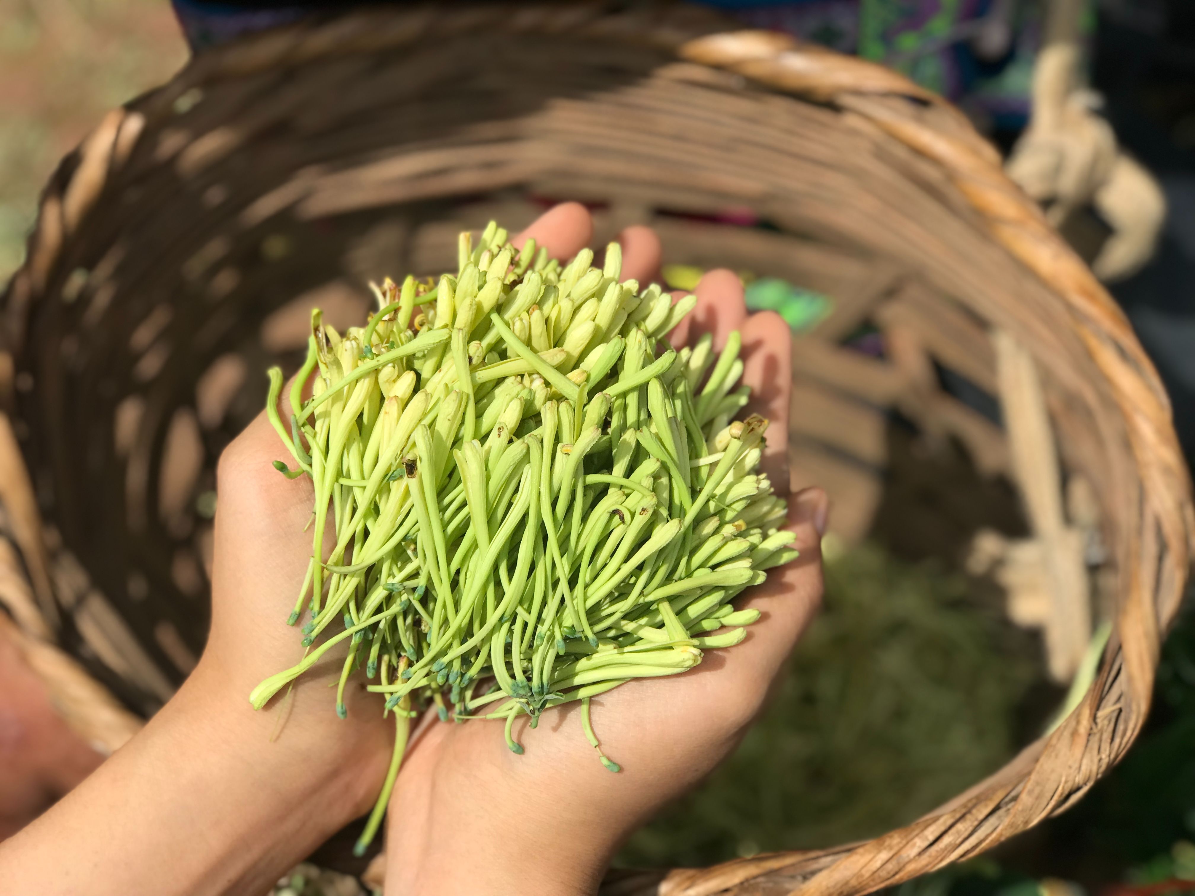 云南南华:金银花开结"金银" _www.isenlin.cn