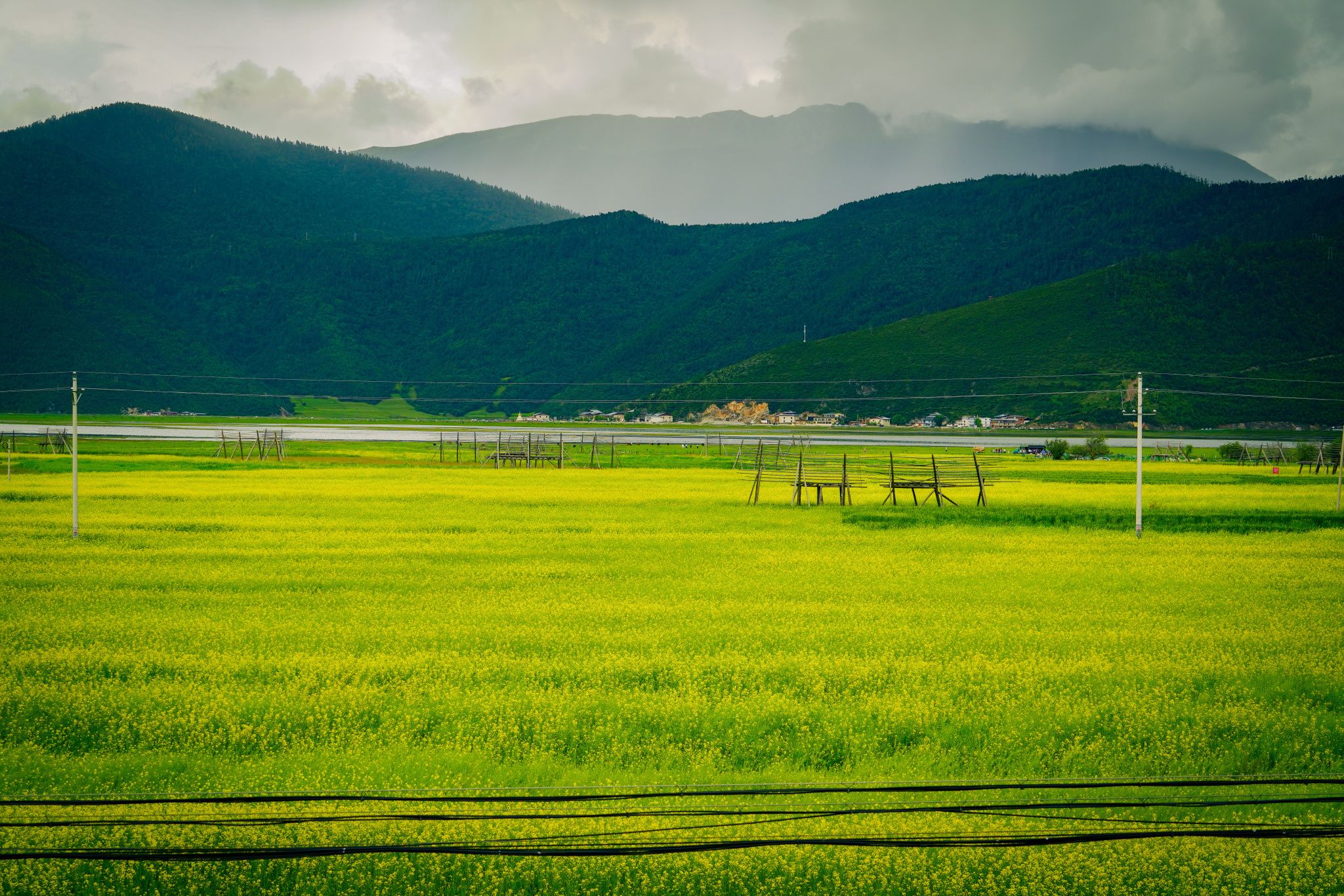 云南迪庆:油菜花开香格里拉纳帕海