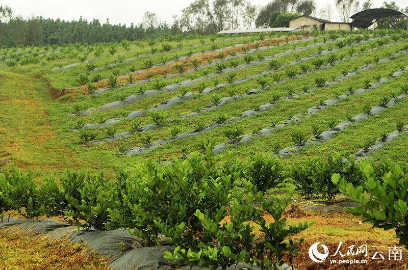 【3】勐秀乡香水柠檬高标准种植基地.人民网记者-刘怡摄