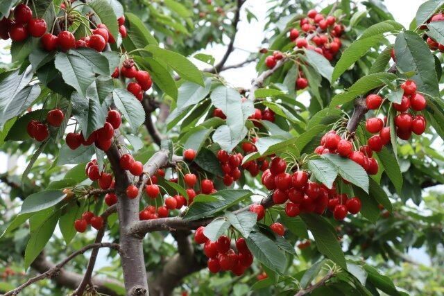 枝繁叶茂的车厘子树随风摇曳