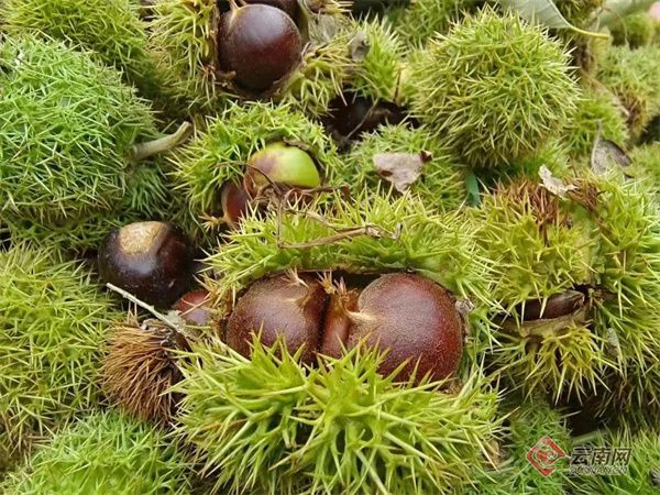 玉溪易门万亩板栗绿青山 铺就群众致富路