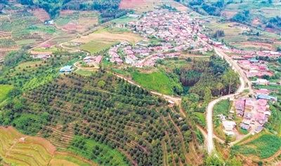 西盟县:"小坚果"撬动"大产业"