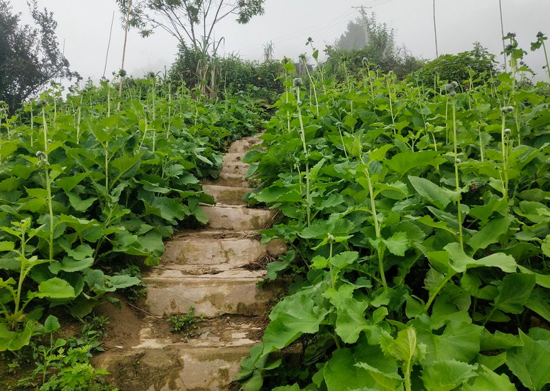 左洛底村种植云木香,村民的钱包鼓起来了