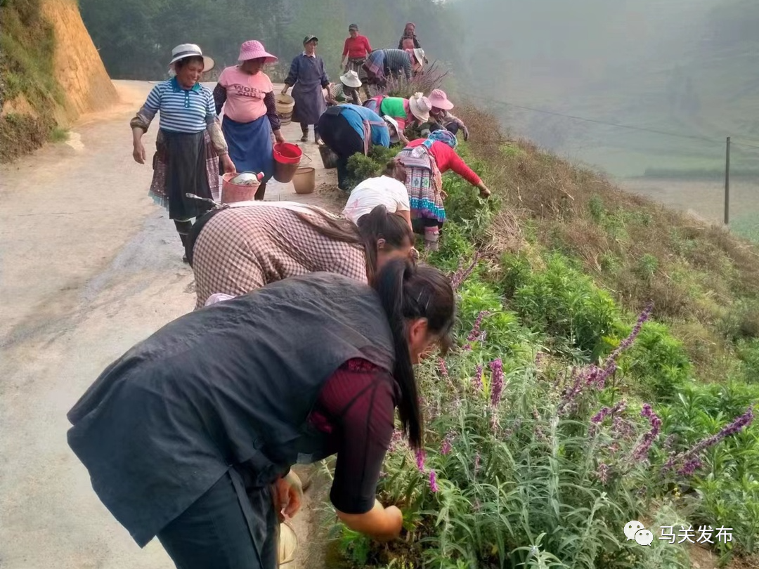 都龙镇三个一持续推动绿美乡村建设马关县融媒体中心