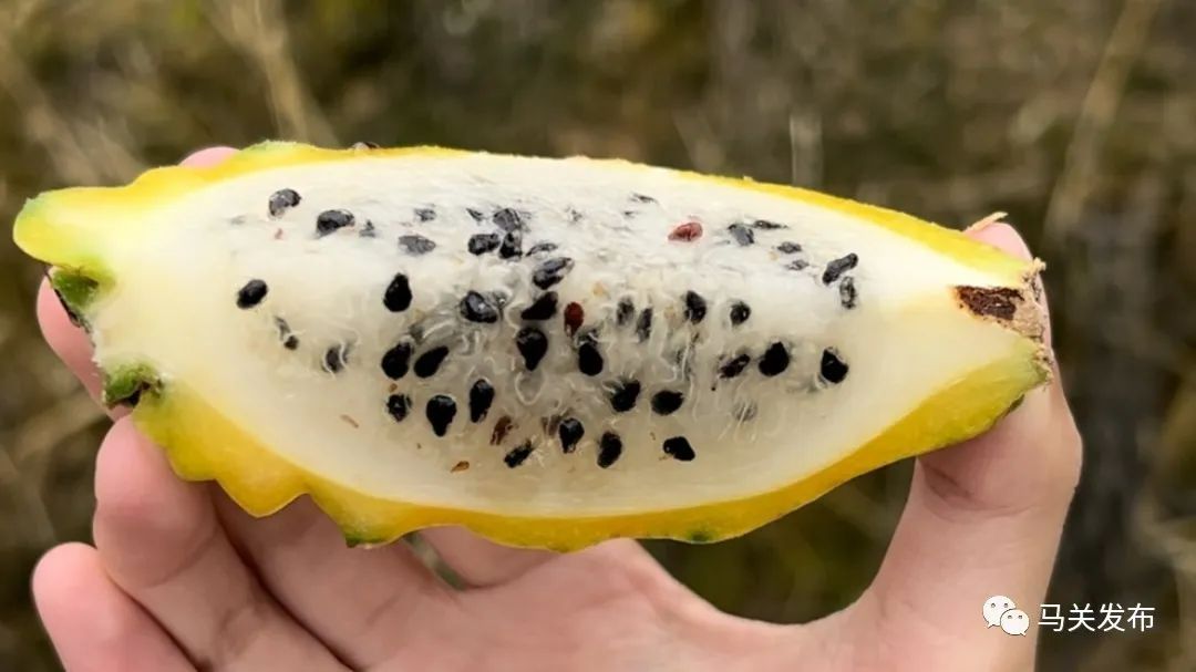 快来马关尝鲜这里的燕窝果成熟了