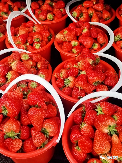 这些冬季应季的多巴胺水果盛宴是马关人治愈冬天的一口甜