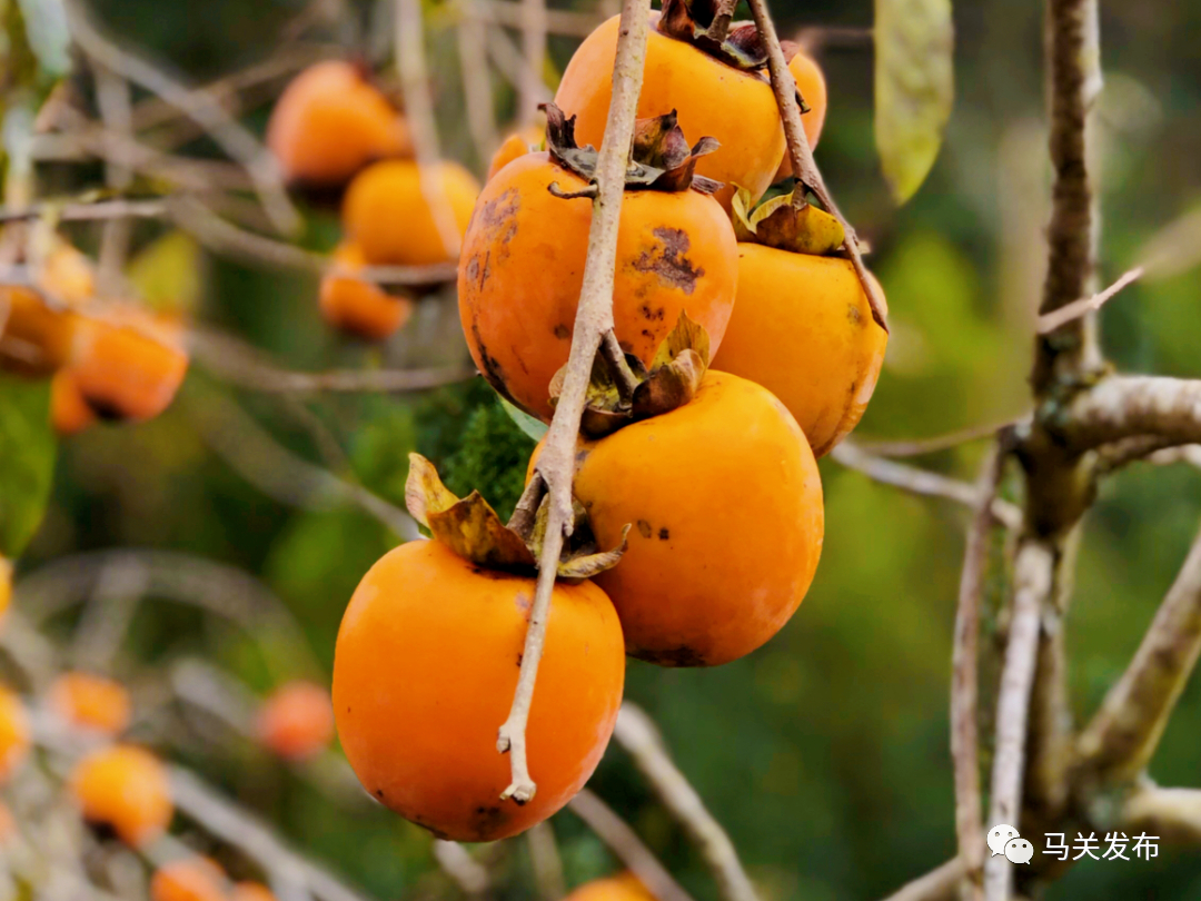 这些冬季应季的多巴胺水果盛宴是马关人治愈冬天的一口甜