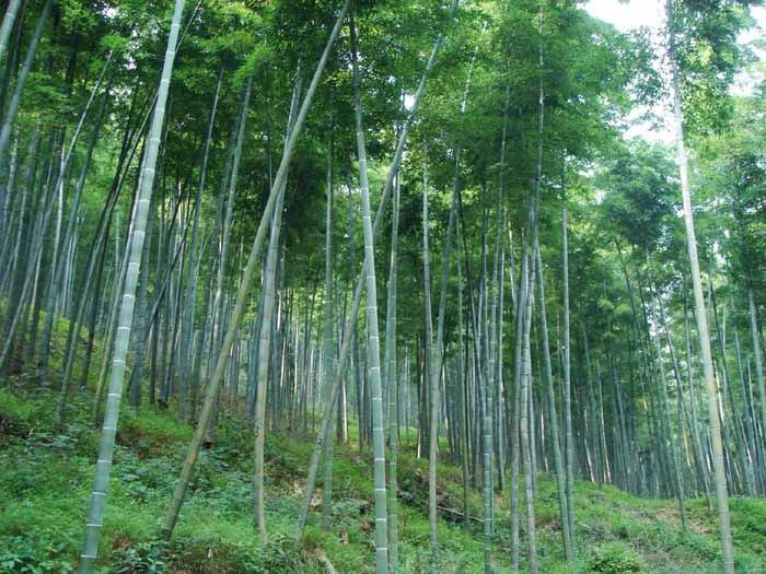 供應廣西毛竹基地