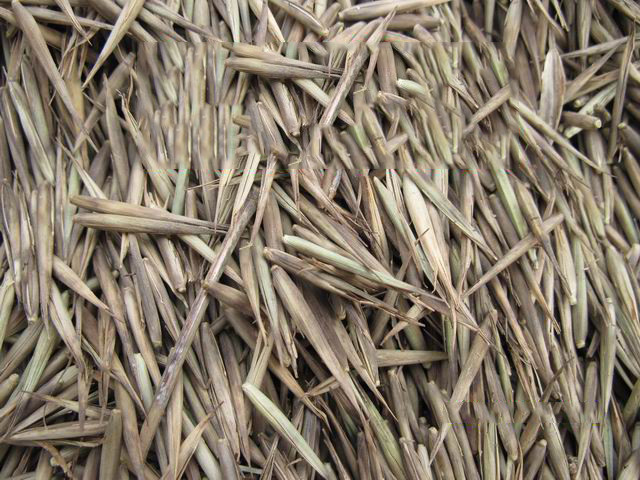 竹子种子长啥样图片
