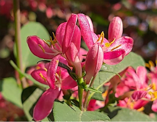 蓝叶忍冬忍冬科植物用途