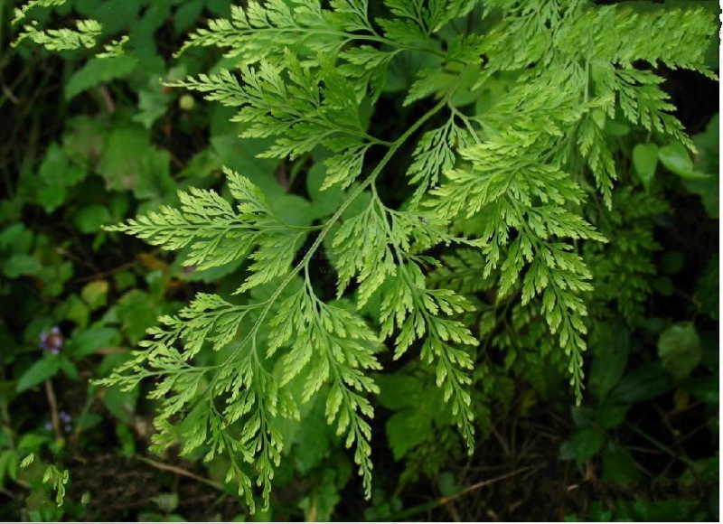 拉市海保护区蕨类植物 黑足金粉蕨