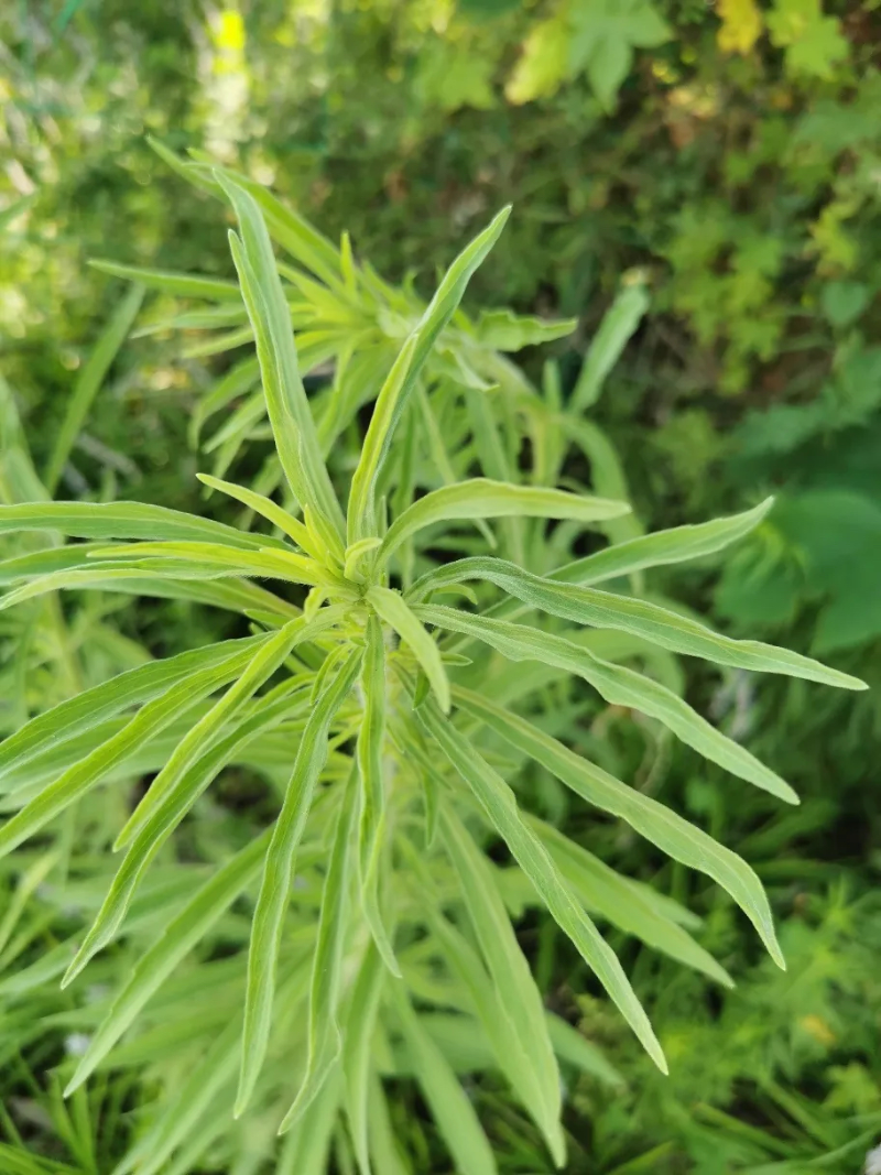 拉市海保护区被子植物——小蓬草