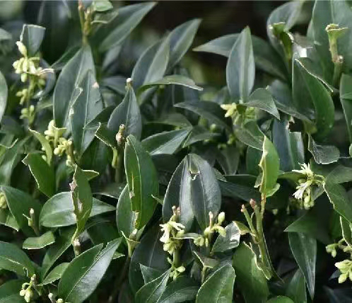 被子植物的照片图片