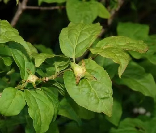 拉市海保护区被子植物——纤齿卫矛