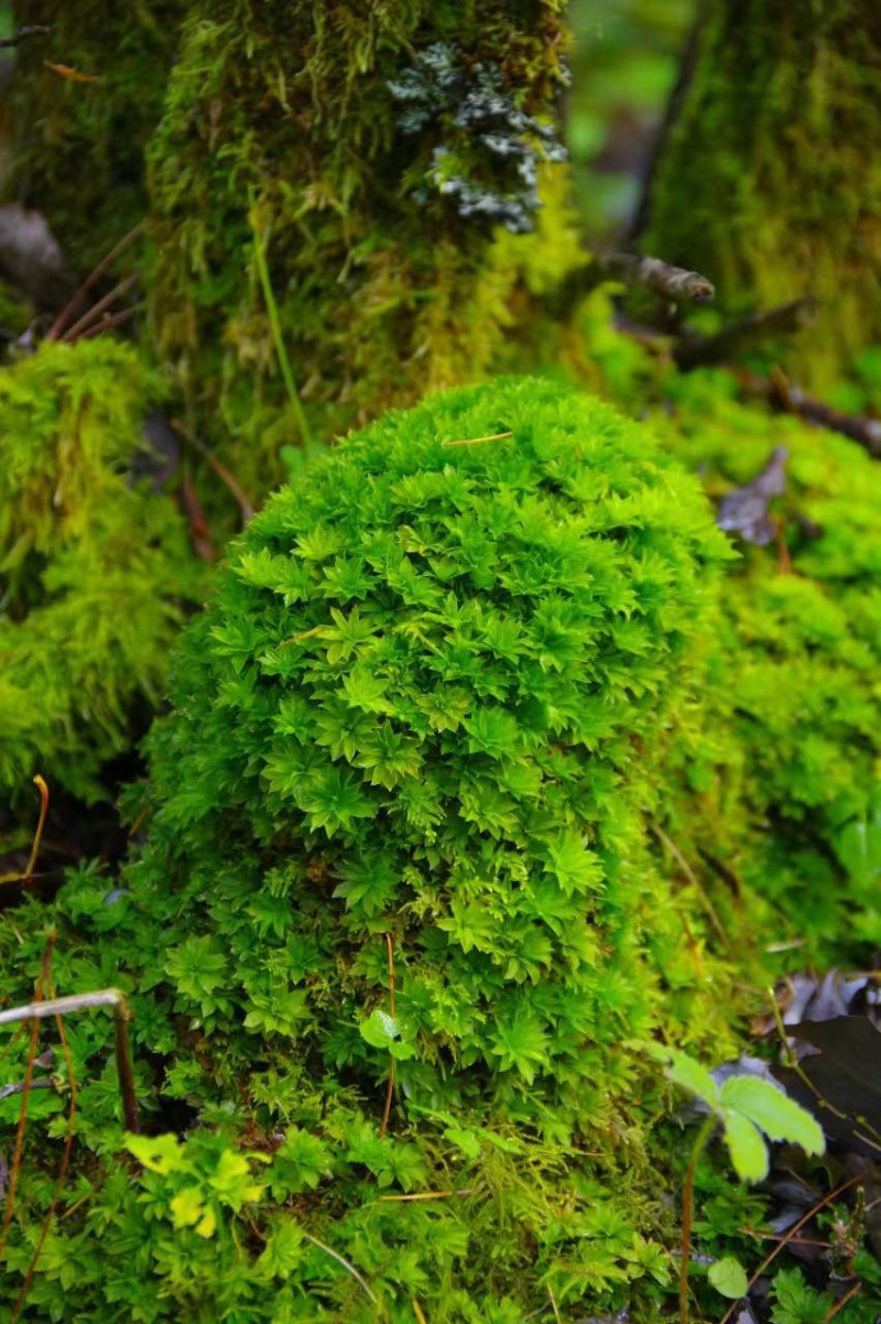 山野寻奇——回心草