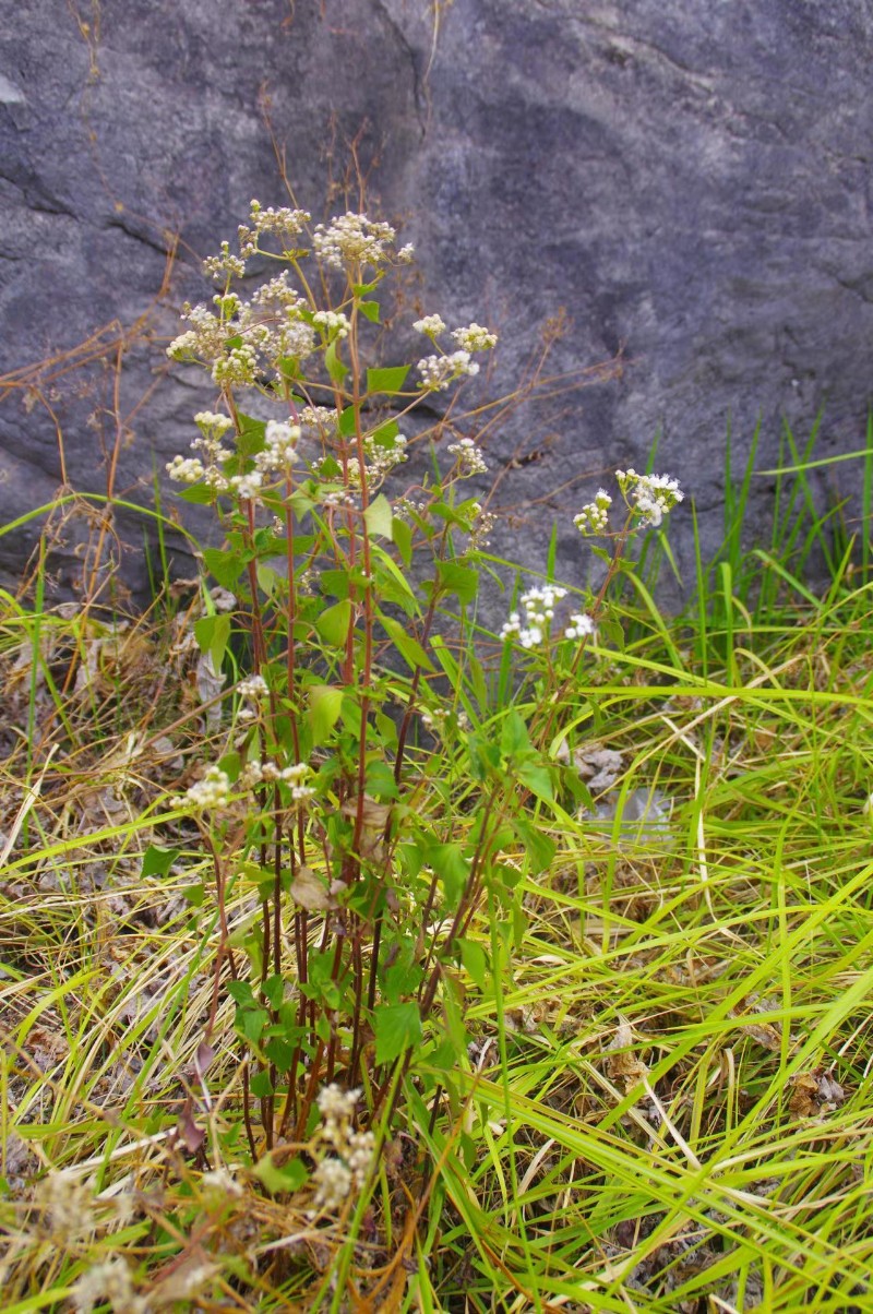 山野寻奇紫茎泽兰