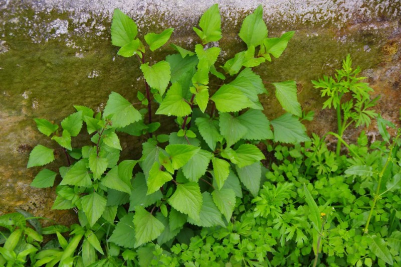 山野寻奇紫茎泽兰