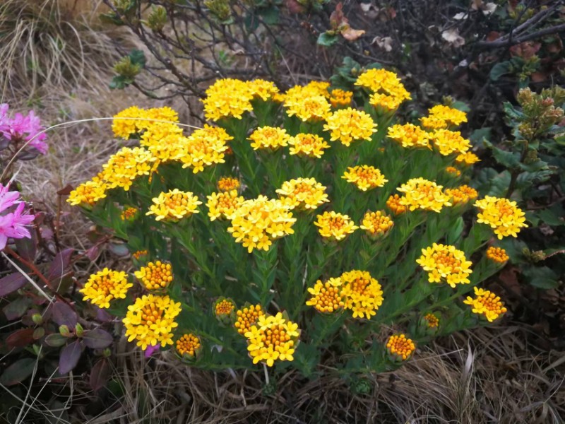毒狼花