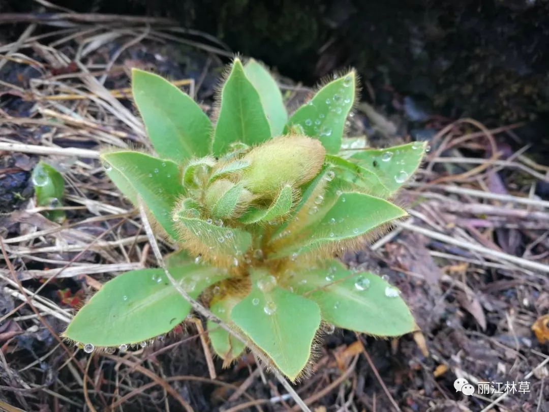 丽江风物黄花绿绒蒿盛开在高原流石滩上的那一抹娇艳