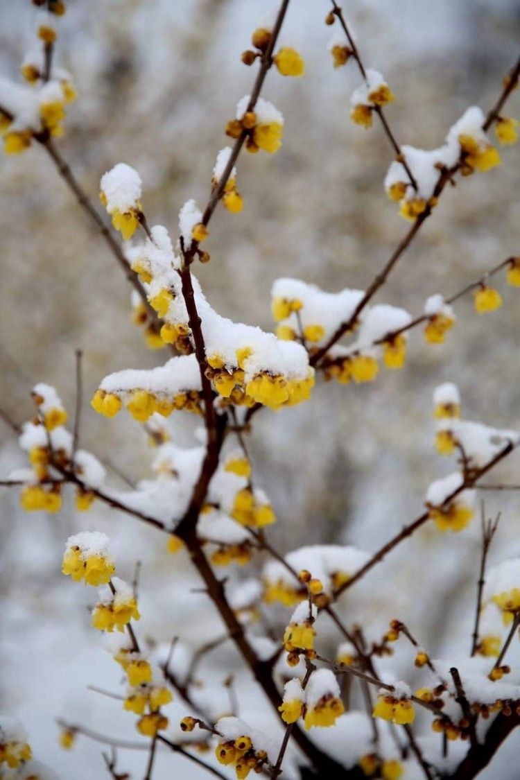 江南百景图雪落腊梅图片