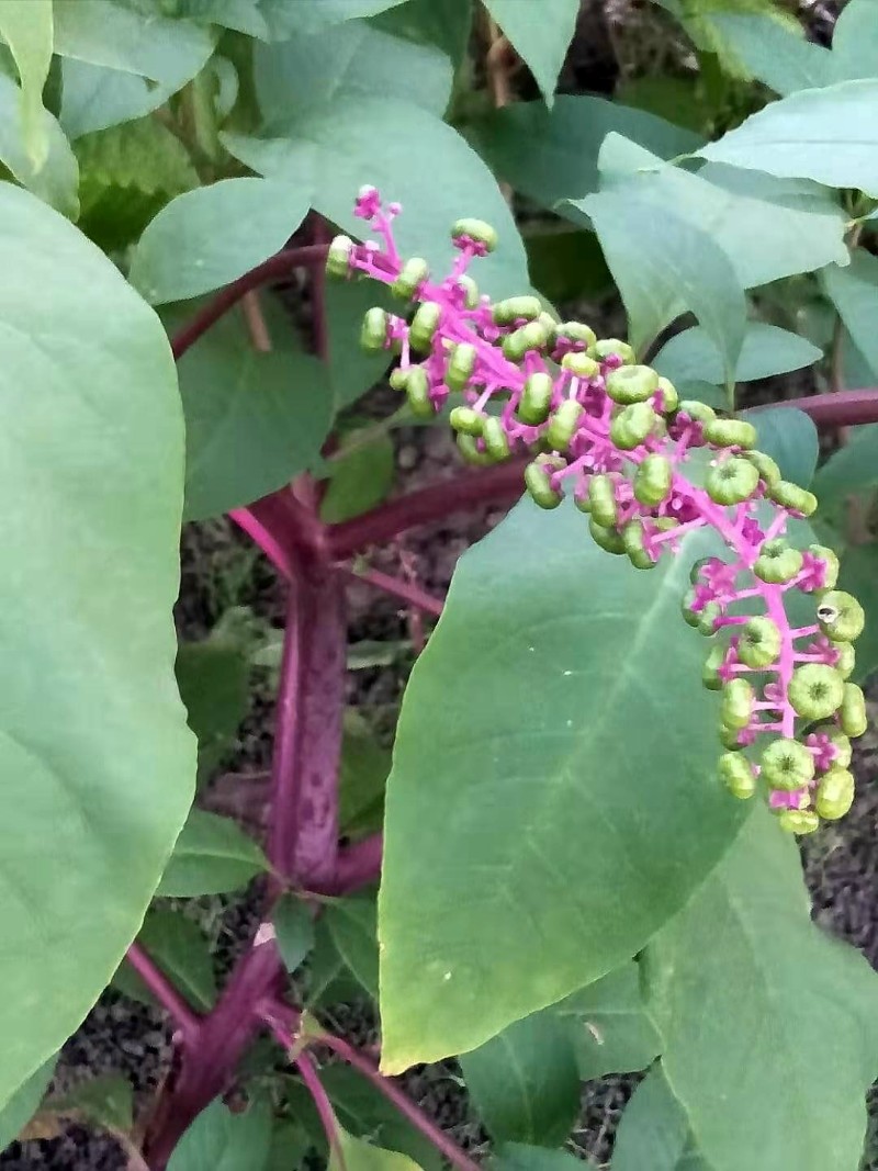 日月峽本草拾零:商陸