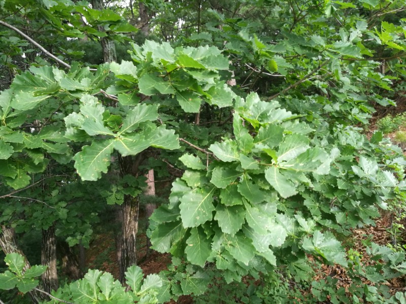 日月峡本草拾零:柞树