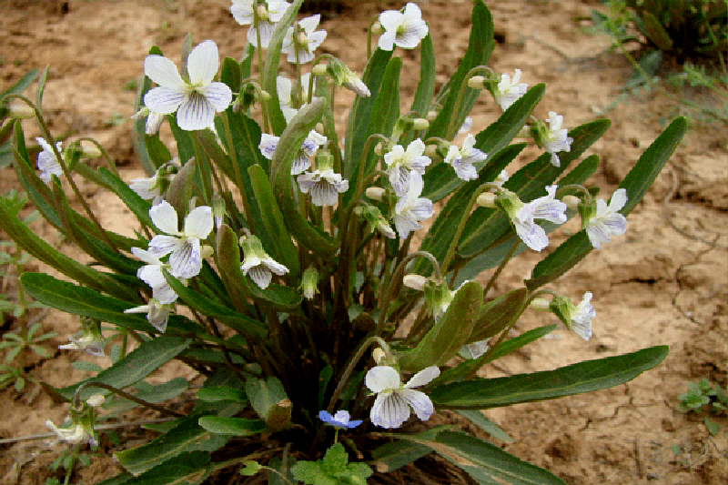 日月峡本草拾零白花堇菜