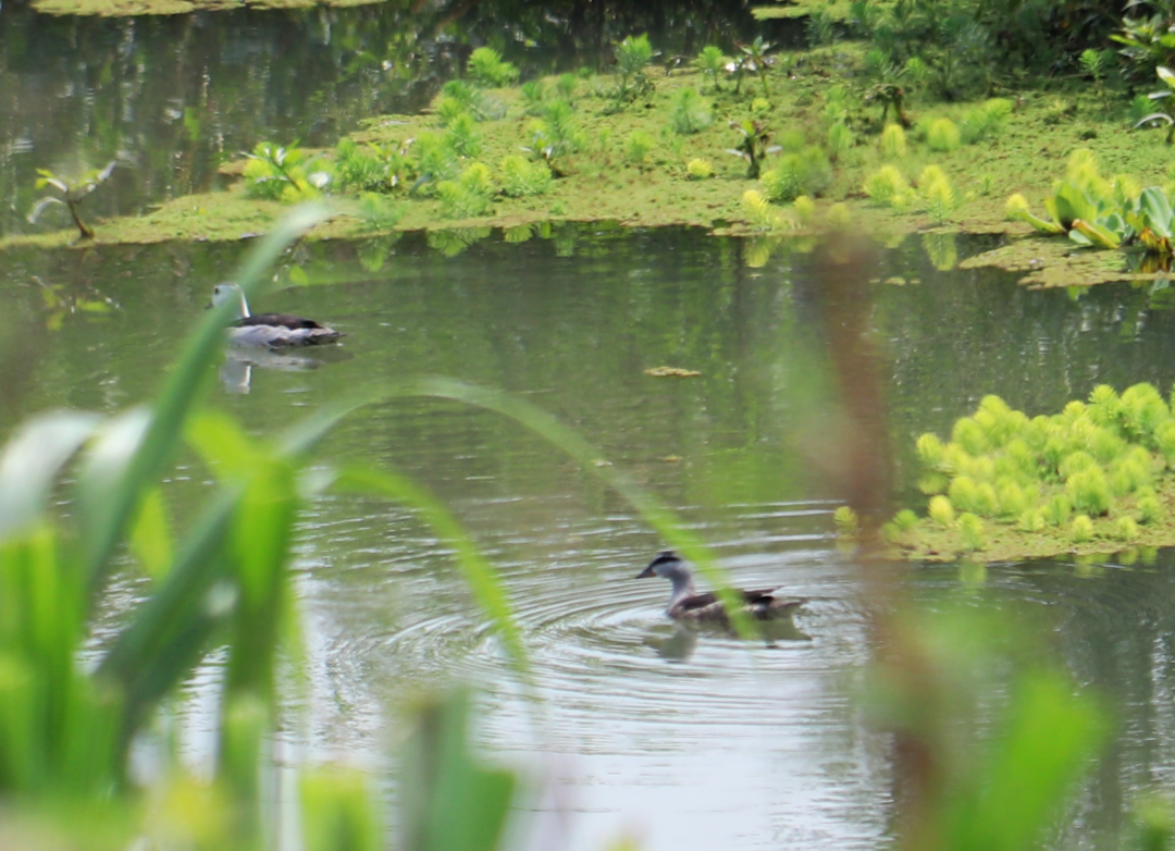 最小的水鸭现身梁河县南底河国家湿地公园