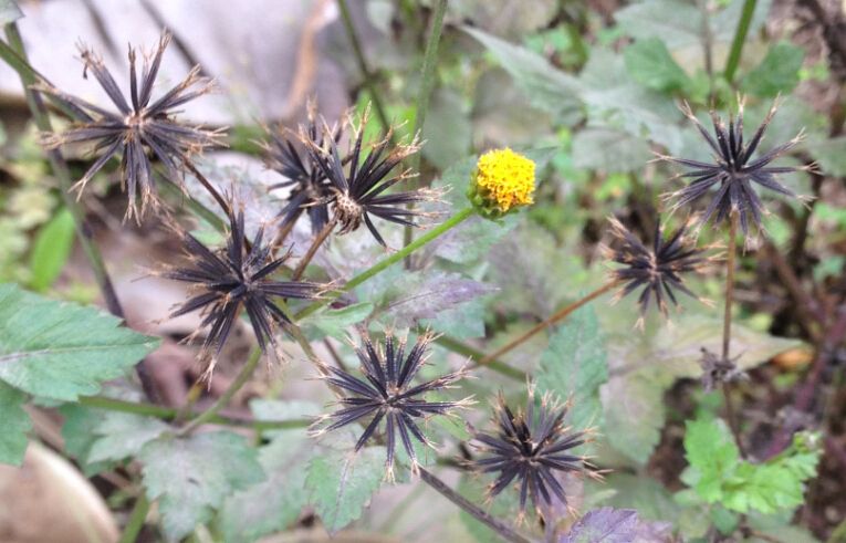 柳叶鬼针草(柳叶鬼针草性味归经)