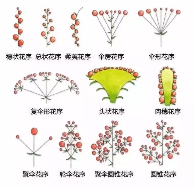 穗状花序简图图片