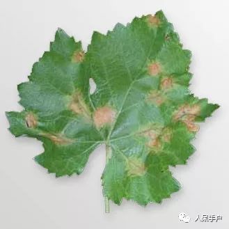 当葡萄的叶子出现了这种症状, 大家可要小心了, 它是由葡萄生单轴霜