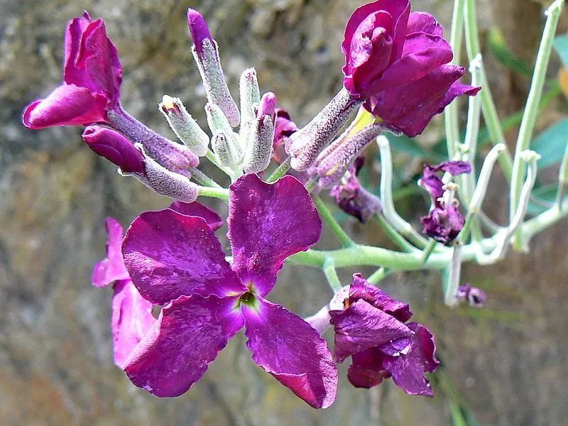 紫罗兰科属图片